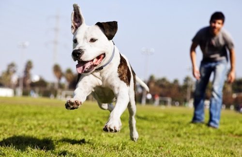 deporte con perro
