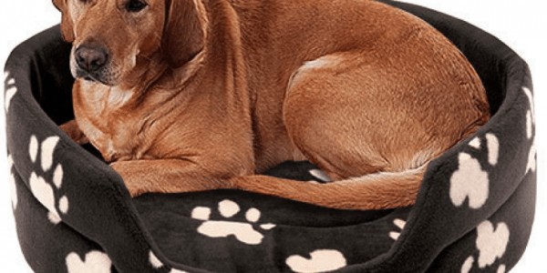 Camas para perros