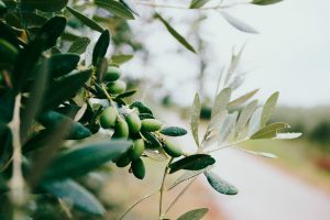 aceite de oliva extra virgen hojiblanca