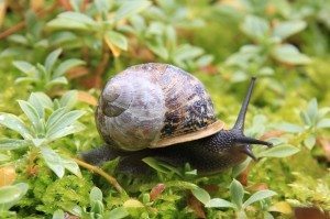 babadecaracol