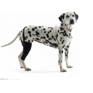 Los cuidados que tu perro necesita tras un accidente