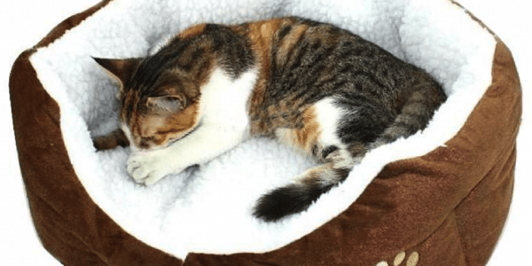Camas para gatos