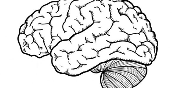 imagen de un cerebro dibujado a mano.